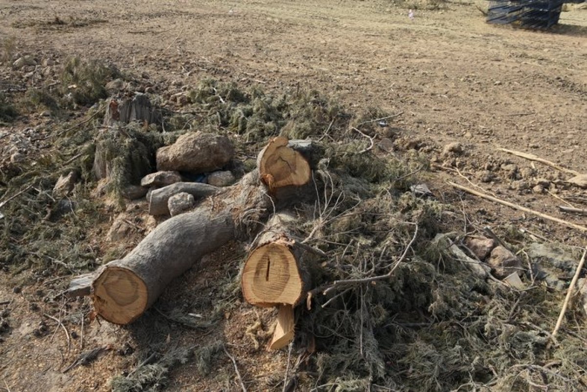 İzmir'de belediye ekipleri tarafından 30 asırlık çam ağaçları kesildi #1