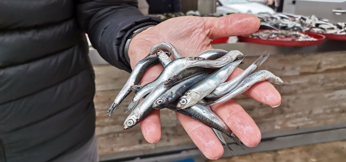 Uzmanlar uyarıyor: Karadeniz'de hamsi avcılığı en az bir ay yasaklanmalı#4