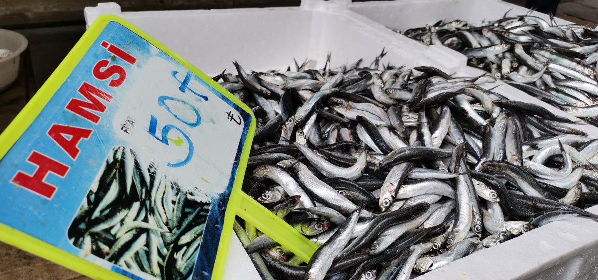 Uzmanlar uyarıyor: Karadeniz'de hamsi avcılığı en az bir ay yasaklanmalı #2