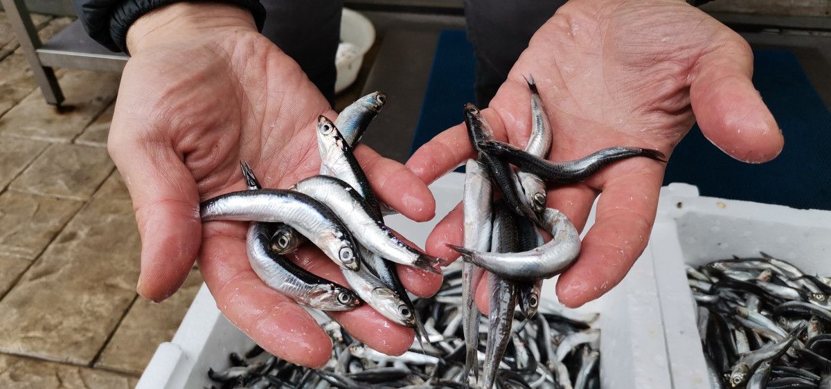 Uzmanlar uyarıyor: Karadeniz'de hamsi avcılığı en az bir ay yasaklanmalı # 3