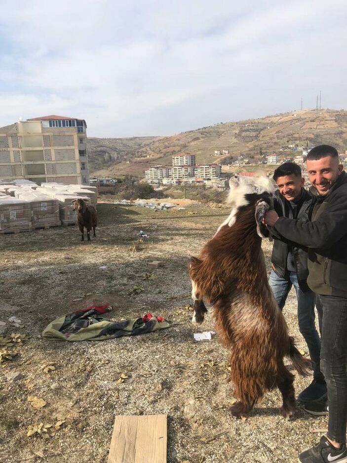 Adıyaman'da enkaz altında kalan iki keçi 21 gün sonra kurtarıldı